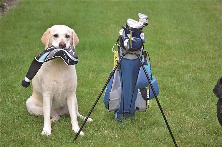 Beim "Vier-Pfoten-Cup" begleiten die Hunde die Golfer über neun Löcher auf dem Golfplatz. privat