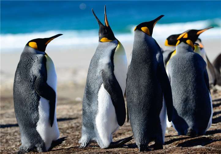 Beim Vortrag können Besucher die Vielfältigkeit der Antarktis erleben. Harry Neumann