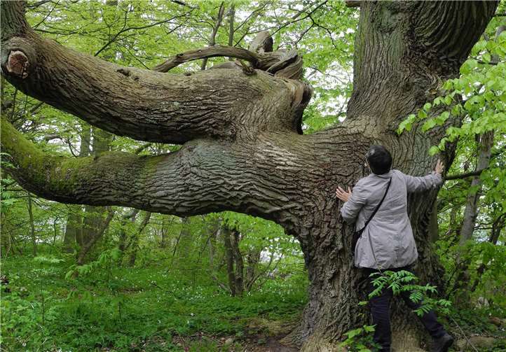 Beim Waldbaden erlebt man den Wald auf eine ganz besondere Weise. Foto: privat