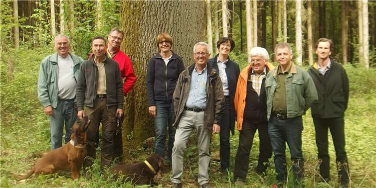 Beim Waldbegang auf den Gelbachhöhen kamen die Teilnehmer auch am Naturdenkmal der alten Eiche vorbei, die etwas abseits des Wanderweges zwischen Reckenthal und Untershausen liegt. Stadt Montabaur