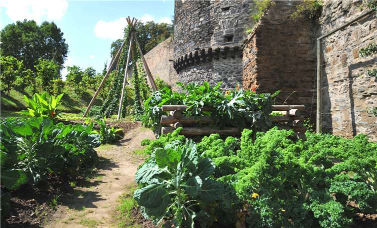 Beim landesweiten „Tag der offenen Gärten“ am Sonntag, 27. Juni ist Andernach mit von der Partie. Auf den Flächen der Essbaren Stadt, der Permakultur und des Reallabors werden Führungen und Vorträge angeboten. Foto: Stadt Andernach/Maurer