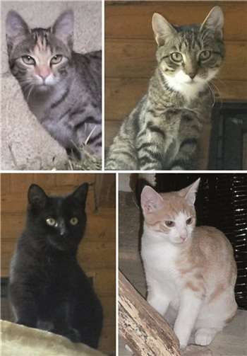 Bela, Carlo, Leila und Romy suchen ein liebevolles Zuhause. Privat