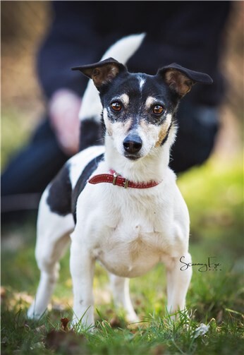 Bella braucht ein neues Zuhause.Foto: ScanningEyePics/Tierheim