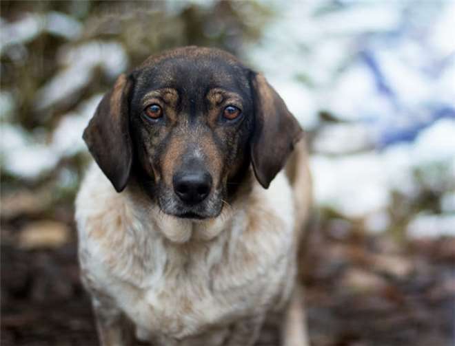 Bella sucht ein liebevolles Zuhause.Foto: Nathalie fotografiert