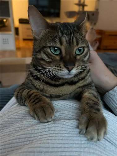 Bengalkatze Cleo (Heppingen).  4 Jahre alt, hört durch Clickertraining auf Komma...