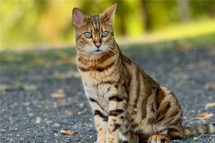 Bengalkatze Layla (Neuwied).