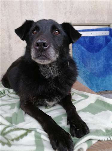 Benito ist ein 10 Jahre alter Mischling. Fotos: Tierheim Andernach