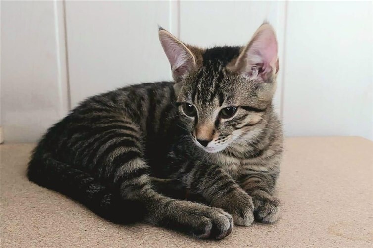 Benji