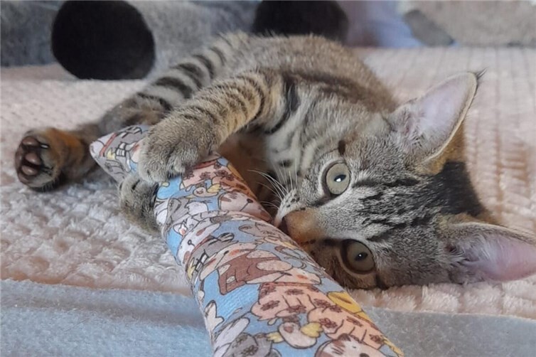 Benji