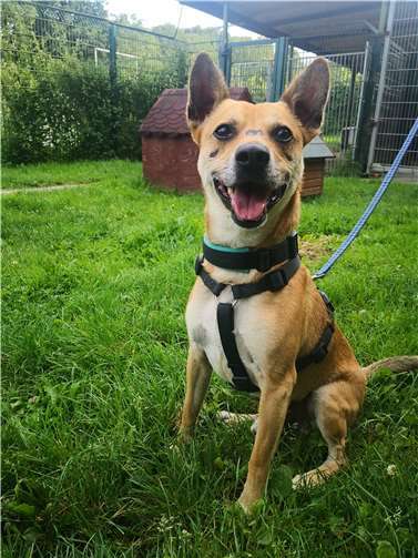 Benji. Foto: Tierheim u. Tierschutzverein Kreis Ahrweiler e.V.