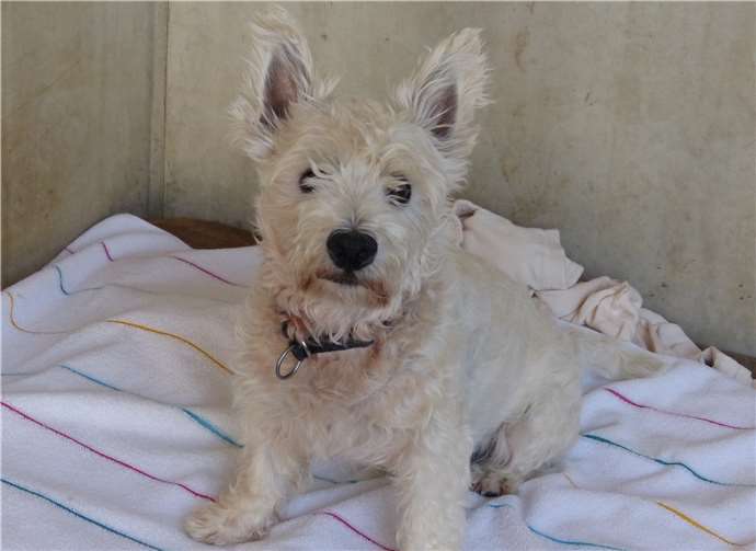 Benji möchte geistig und körperlich gefordert werden.privat