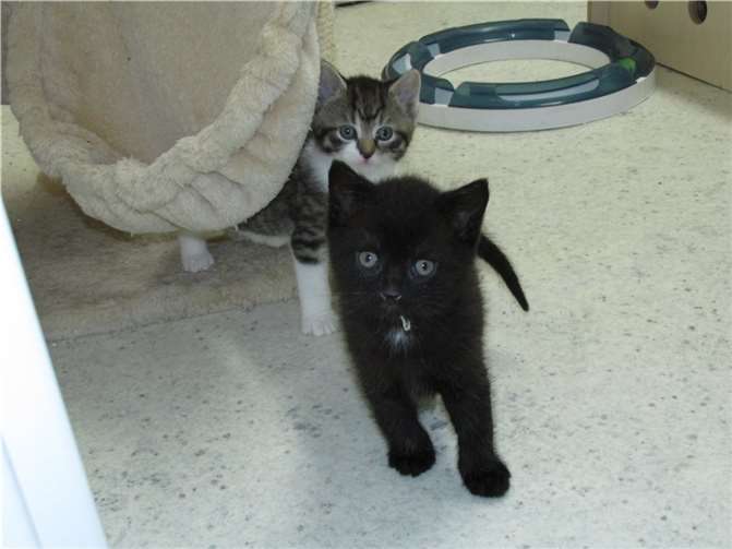 Bennet.  Fotos: Katzenhilfe Westerwald