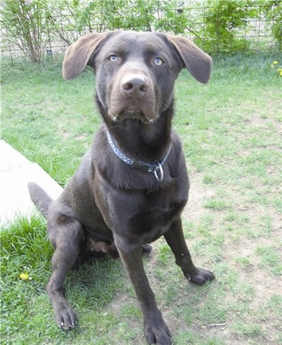 Benni, der zweijährige Labrador-Rüde. privat