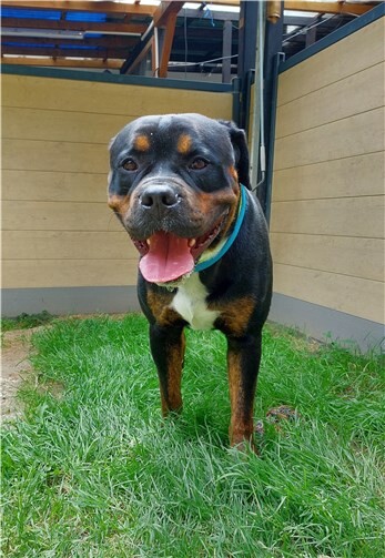 Benny.  Foto: Claus Krah