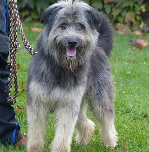 Benny - auch Kopfarbeit ist wichtig für ihn.privat