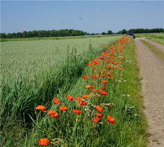 Bepflanzter Wegrain aus dem Projekt „Vernetztes Rainland“. Foto: Lukas Lindenberg