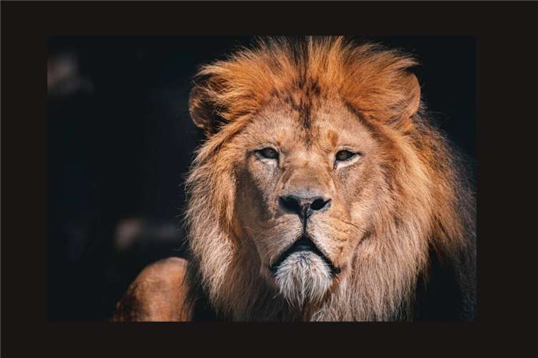 Berberlöwe Schröder ist mit 19 Jahren gestorben.Foto: Marc Siepenkötter