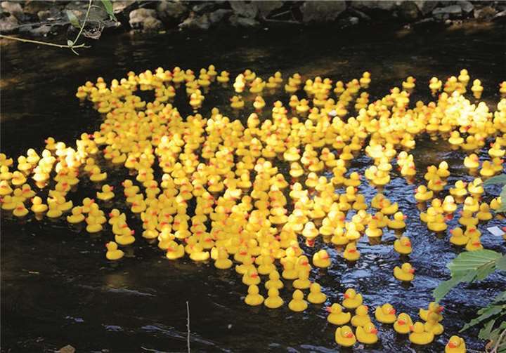 Bereits 2012 war das Entenrennen ein voller Erfolg. privat