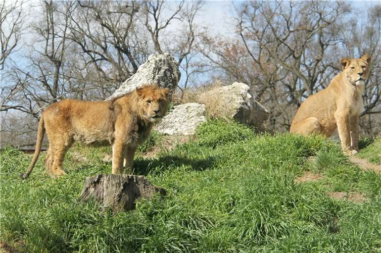 Bereits am zweiten Tag nach dem Transport wurde Thabo mit der Löwin Farida zusammengeführt. Quellen: Zoo Neuwied