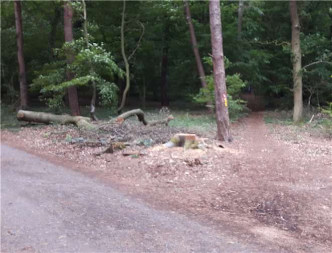 Bereits gefällte Bäume und Totholz sollen entfernt werden.