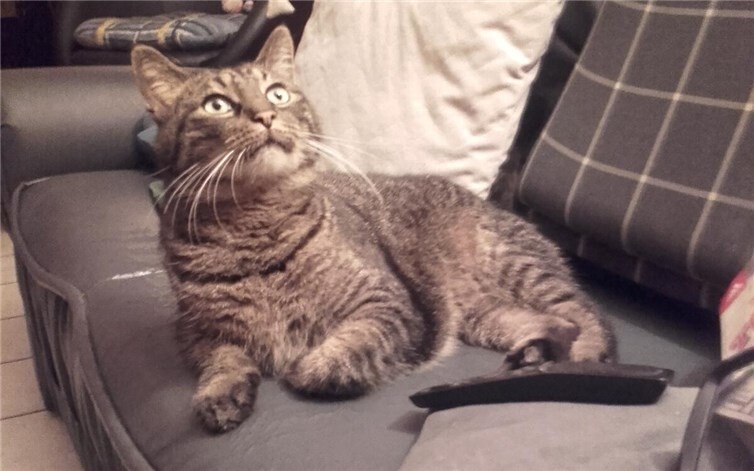 Bereits seit Oktober wird der liebenswerte Kater in Weißenthurm vermisst. Foto: privat