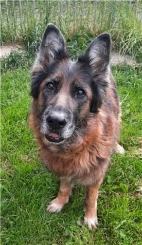 Berta sucht ein neues Zuhause.  Foto: Tierheim u. Tierschutzverein Kreis Ahrweiler e.V.