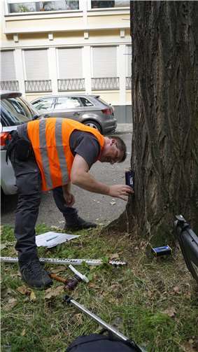 Bertram Braun bringt spezielle Sensoren an einer Robinie an, die Veränderungen aufzeichnen, während ein Seil mit Hilfe eines Greifzuges am Baum zieht.