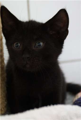 Besonders kleine Katzen werden bevorzugt in Obhut genommen.