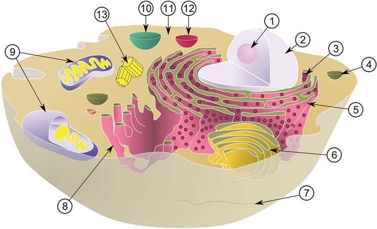 Bestandteile einer Zelle: 1. Nucleolus, 2. Zellkern (Nukleus), 3. Ribosomen, 4. Vesikel, 5. Raues Endoplasmatisches Reticulum, 6. Golgi-Apparat, 7. Mikrotubuli, 8. Glattes Endoplasmatisches Retikulum, 9. Mitochondrien, 10. Lysosom, 11. Zytosol, 12. Peroxisom, 13. Zentriolen. Wichtig für den Nobelpreis: die Nr. 4 - die Vesikel.  Wikipedia/MesserWoland and Szczepan1990