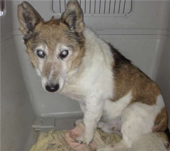 Bevor Polly nach Deutschland kam war er von Flöhen übersäht.