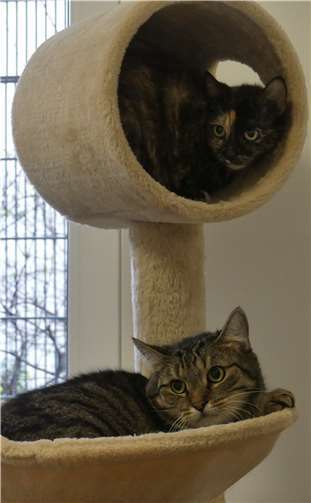 Vier Katzen suchen ein neues Zuhause Bevor sie vermittelt werden, leben sich die Katzen im Tierheim ein. Fotos: privat