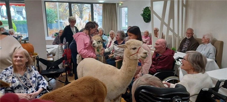 Bewohnerinnen und Bewohner sowie ihre Angehörigen genossen den Alpaka-Besuch im Marienhaus Seniorenzentrum Josef-Ecker-Stift Neuwied.  Fotos: Leoni Reis