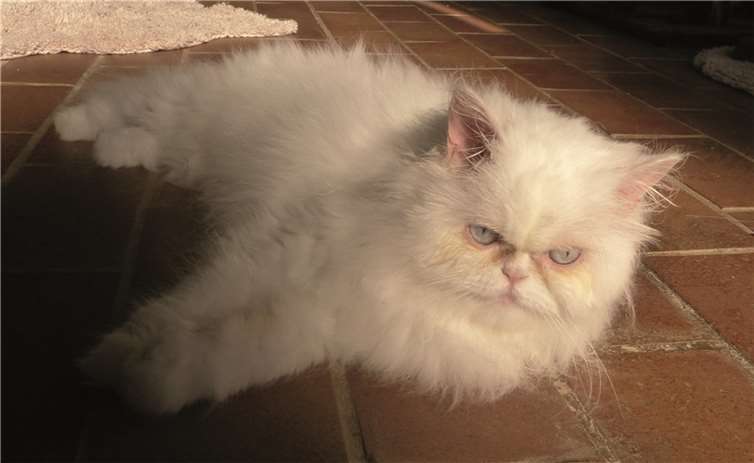 Bianca ist sehr zutraulich. privat