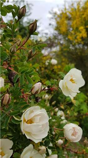 Bibernell-Rose in Wildrosenhecke (Schaugarten Berkum).