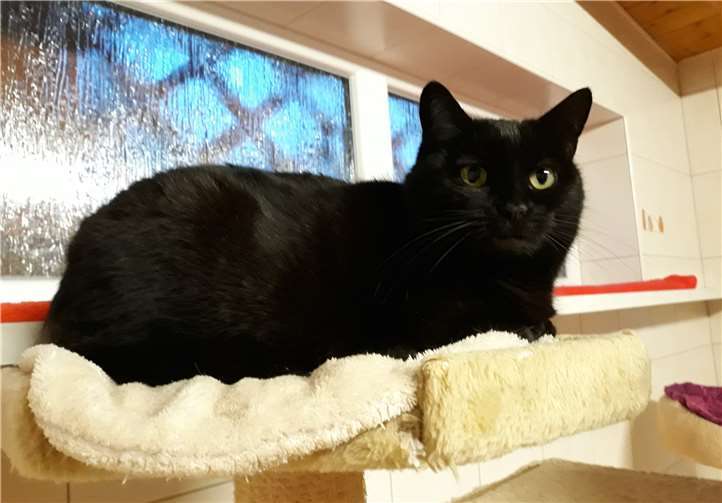 Bibi ist 5 Jahre alt und wartet schon lange auf ein neues Zuhause. Fotos: privat