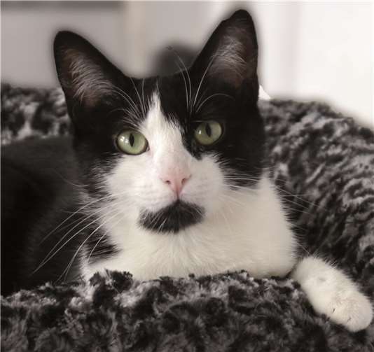 Bienchen befindet sich zurzeit in der Obhut der Neuwieder Katzenhilfe.privat