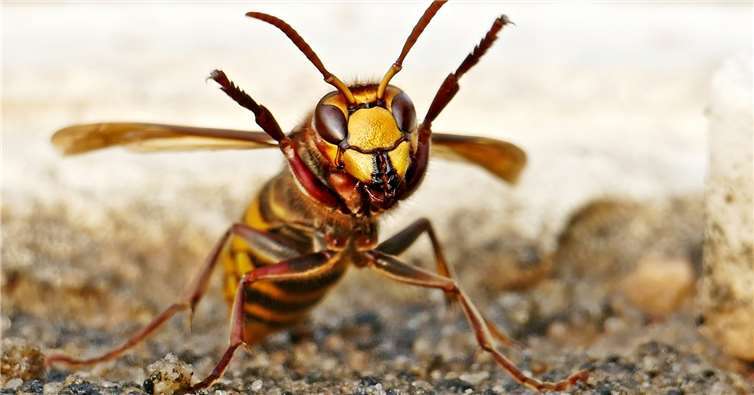 Bienen, Hummeln (alle heimischen Arten) und Hornissen unterliegen nach dem Bundesnaturschutzgesetz den besonders geschützten Tierarten.Foto: privat