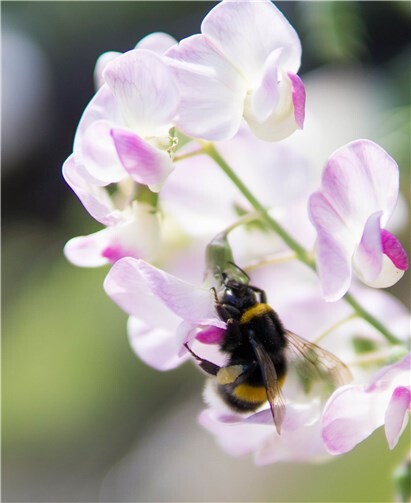 Bienen, Hummeln, einige Wespenarten und Hornissen sowie deren Nester dürfen nicht getötet beziehungsweise entfernt werden. Kreisverwaltung des Westerwaldkreises