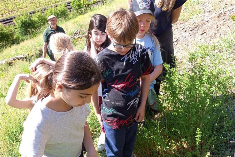 Bienen, Kräuter, Pflanzaktion – Grundschulkinder entdecken die Lehmener Würzlay. Foto: Lehmer Razejunge