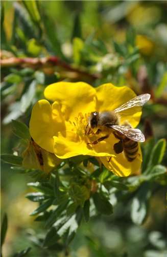 Bienen fliegen auf Meckenheim.