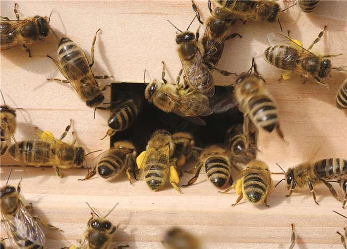 Bienen haben eine enorme Bedeutung für die Natur und Bestäubungsleistung in der Landwirtschaft. privat