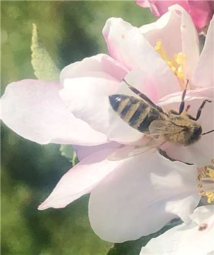 Bienen (hier auf Apfelblüte im Brohltal) sind im Obst, in der Landwirtschaft und bei Wildpflanzen das bedeutendste Bestäuberinsekt.