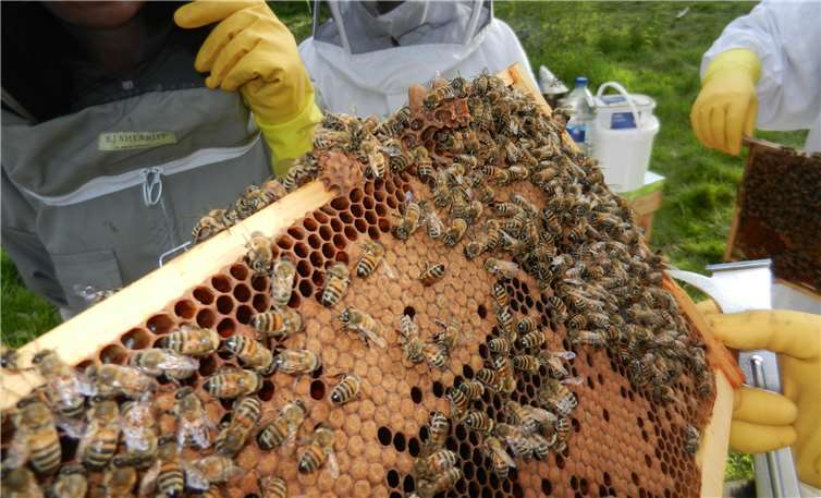 Bienen nehmen eine bedeutende ökologische und wirtschaftliche Rolle ein.Fotos: privat
