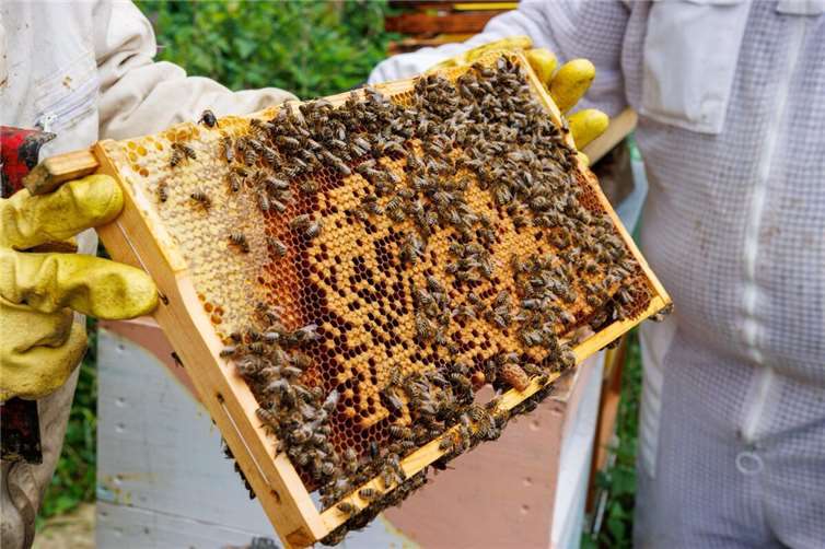Bienenhaltung ist eine interessante Freizeitbeschäftigung.
