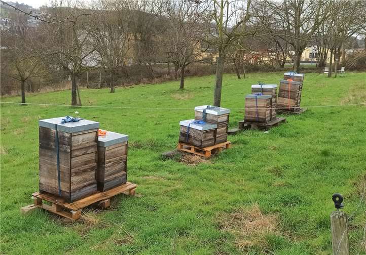 Bienenstöcke in unmittelbarer Nähe des Rückschnitts. Auch sie brauchen die Natur und die damit verbundenen Nahrungsquellen; insbesondere in den ersten Wochen eines Jahres. Im Hintergrund die Schule in Niederbachem.