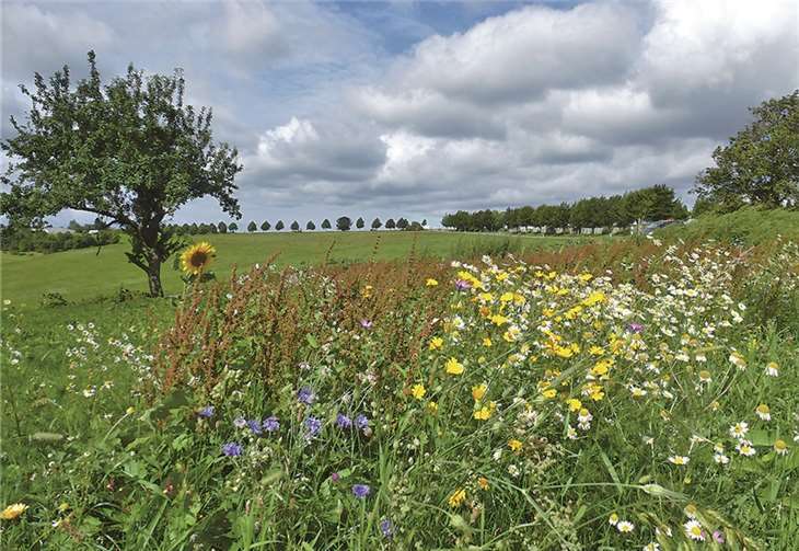 Bienenweide bei Oberraden.