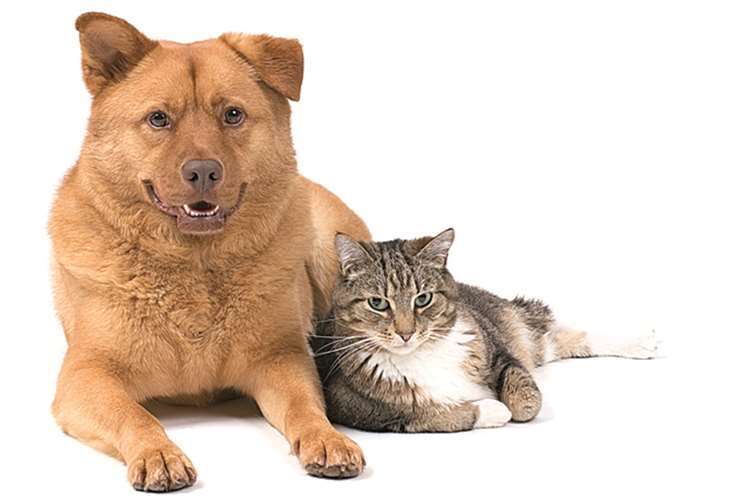 Bigstock Dog and Tabby Cat. privat