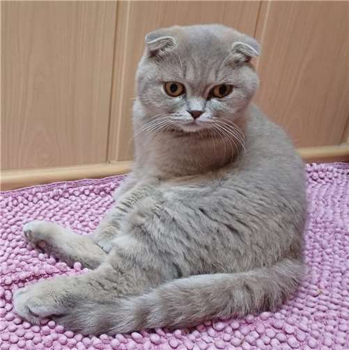 Bijou, geboren im Juli 2022, ist eine hübsche Scottish Fold Katze