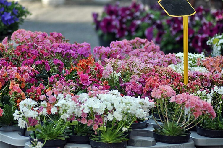 Frühling erleben beim Neuwieder Gartenmarkt 