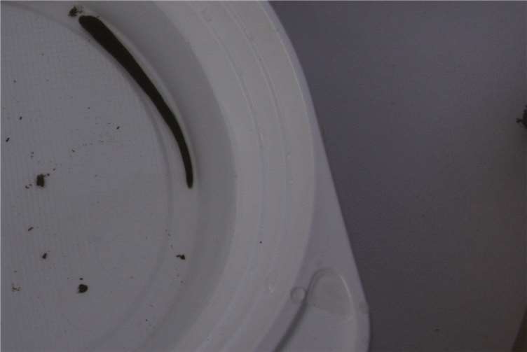 Auf der Suche nach Bachflohkrebsen